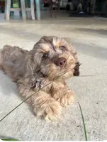 Churchhill, a male Cockapoo for sale in Rockdale, TX – 1 of 1