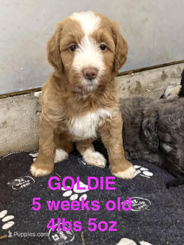 Goldie – Miniature Goldendoodle puppy for sale in Rockdale, TX