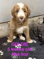 Goldie, a female Miniature Goldendoodle for sale in Rockdale, TX – 2 of 10