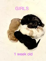 Goldie, a female Miniature Goldendoodle for sale in Rockdale, TX – Photo 8 of 9