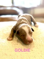 Goldie, a female Miniature Goldendoodle for sale in Rockdale, TX – Photo 4 of 9