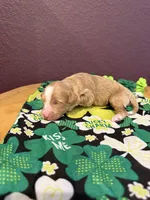 Goldie, a female Miniature Goldendoodle for sale in Rockdale, TX – Photo 2 of 9