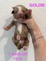 Goldie, a female Miniature Goldendoodle for sale in Rockdale, TX – Photo 5 of 9