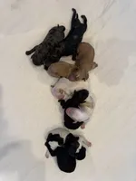 Goldie, a female Miniature Goldendoodle for sale in Rockdale, TX – Photo 6 of 9