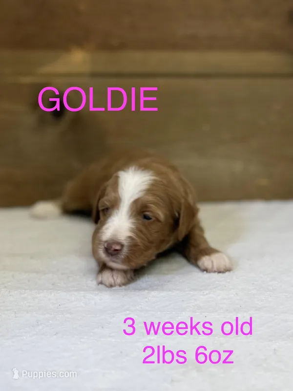 Goldie – Miniature Goldendoodle puppy for sale in Rockdale, TX