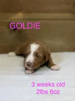Goldie, a female Miniature Goldendoodle for sale in Rockdale, TX – Photo 1 of 9