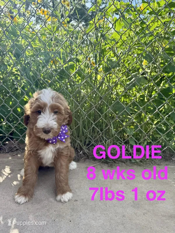 Goldie – Miniature Goldendoodle puppy for sale in Rockdale, TX