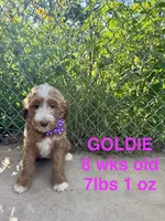 Goldie, a female Miniature Goldendoodle for sale in Rockdale, TX – 1 of 10