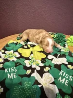 Goldie, a female Miniature Goldendoodle for sale in Rockdale, TX – Photo 3 of 9