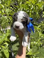 Bear, a male Miniature Bernedoodle for sale in Herriman, UT – 6 of 10