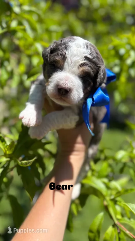 Bear – Miniature Bernedoodle puppy for sale in Herriman, UT