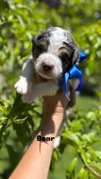 Bear, a male Miniature Bernedoodle for sale in Herriman, UT – 1 of 10
