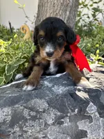 Teeter, a female Miniature Bernedoodle for sale in Herriman, UT – 2 of 2