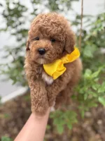 Navy - Crate trained, head start on potty training, 12 weeks old., a male Miniature Goldendoodle for sale in Herriman, UT – 4 of 5