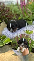 Sox, a female Cavalier King Charles Spaniel for sale in Herriman, UT – 1 of 1