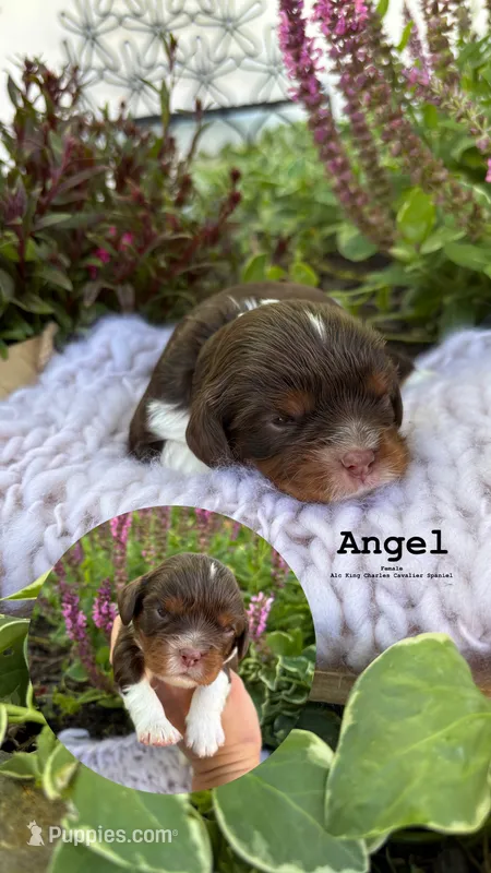 Angel – Cavalier King Charles Spaniel puppy for sale in Herriman, UT