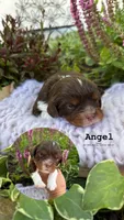 Angel, a female Cavalier King Charles Spaniel for sale in Herriman, UT – 1 of 1