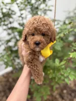 Navy - Crate trained, head start on potty training, 12 weeks old., a male Miniature Goldendoodle for sale in Herriman, UT – 3 of 5