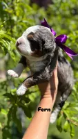 Fern, a female Miniature Bernedoodle for sale in Herriman, UT – 1 of 1