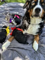 Bear, a male Miniature Bernedoodle for sale in Herriman, UT – 10 of 10