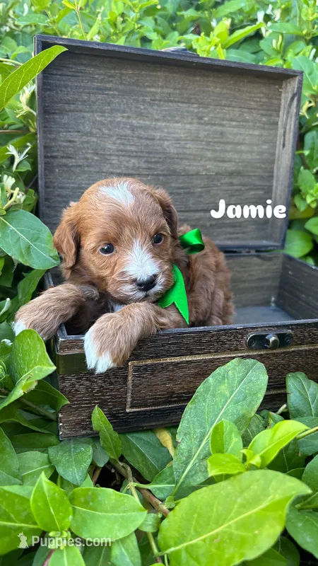Jamie – Miniature Bernedoodle puppy for sale in Herriman, UT