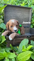 Jamie, a male Miniature Bernedoodle for sale in Herriman, UT – 1 of 1