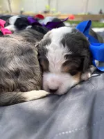 Bear, a male Miniature Bernedoodle for sale in Herriman, UT – 8 of 10