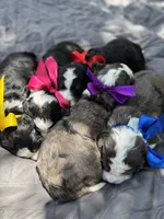 Bear, a male Miniature Bernedoodle for sale in Herriman, UT – 2 of 10