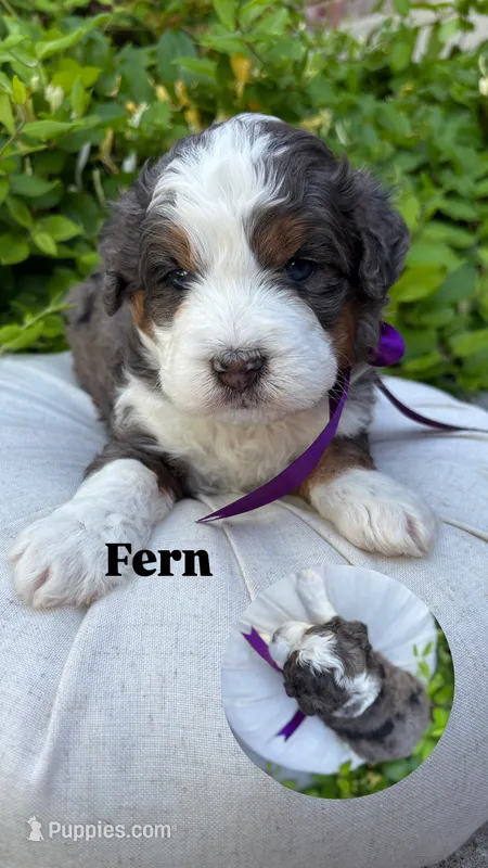 Fern – Miniature Bernedoodle puppy for sale in Herriman, UT
