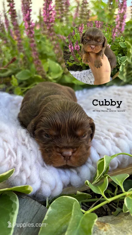 Cubby – Cavalier King Charles Spaniel puppy for sale in Herriman, UT