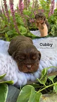 Cubby, a male Cavalier King Charles Spaniel for sale in Herriman, UT – 1 of 1