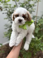 Midnight - Crate trained, head start on potty training, 12 weeks old., a male Miniature Goldendoodle for sale in Herriman, UT – 2 of 5
