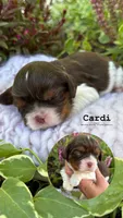 Cardi, a female Cavalier King Charles Spaniel for sale in Herriman, UT – 1 of 1