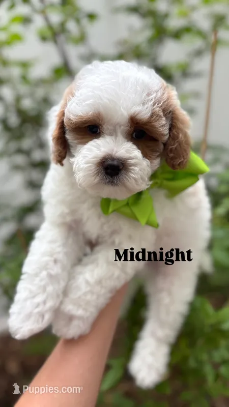 Midnight - Crate trained, head start on potty training, 12 weeks old. – Miniature Goldendoodle puppy for sale in Herriman, UT
