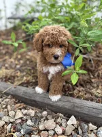 Cobalt - Crate trained, head start on potty training, 12 weeks old., a male Miniature Goldendoodle for sale in Herriman, UT – 5 of 5