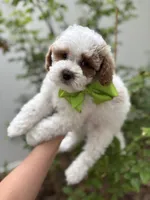 Midnight - Crate trained, head start on potty training, 12 weeks old., a male Miniature Goldendoodle for sale in Herriman, UT – 5 of 5