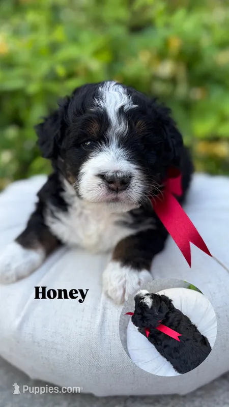 Honey – Miniature Bernedoodle puppy for sale in Herriman, UT