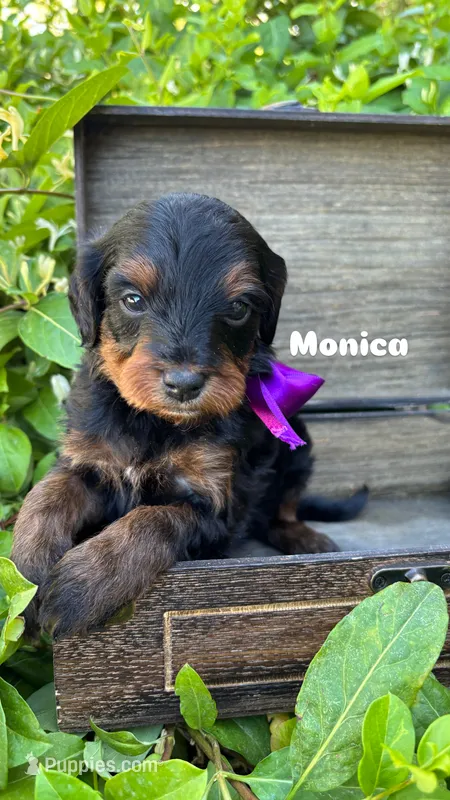 Monica – Miniature Bernedoodle puppy for sale in Herriman, UT