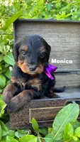 Monica, a female Miniature Bernedoodle for sale in Herriman, UT – 1 of 1