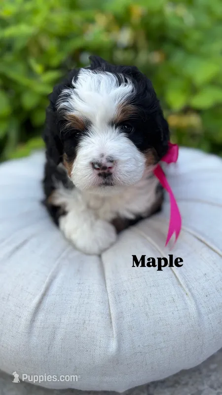 Maple – Miniature Bernedoodle puppy for sale in Herriman, UT