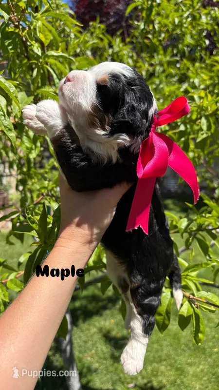 Maple – Miniature Bernedoodle puppy for sale in Herriman, UT