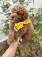 Navy - Crate trained, head start on potty training, 12 weeks old., a male Miniature Goldendoodle for sale in Herriman, UT – 5 of 5