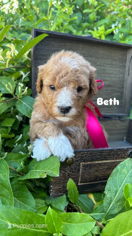 Beth – Miniature Bernedoodle puppy for sale in Herriman, UT