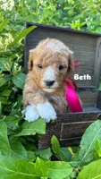 Beth, a female Miniature Bernedoodle for sale in Herriman, UT – 1 of 1