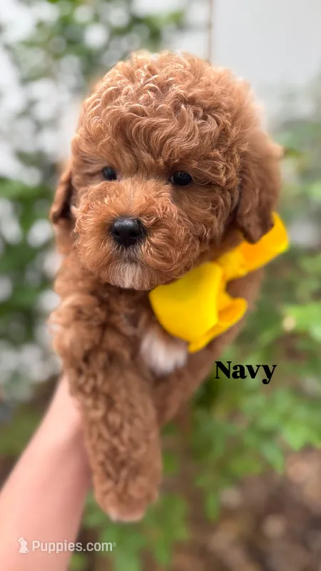 Navy - Crate trained, head start on potty training, 12 weeks old. – Miniature Goldendoodle puppy for sale in Herriman, UT