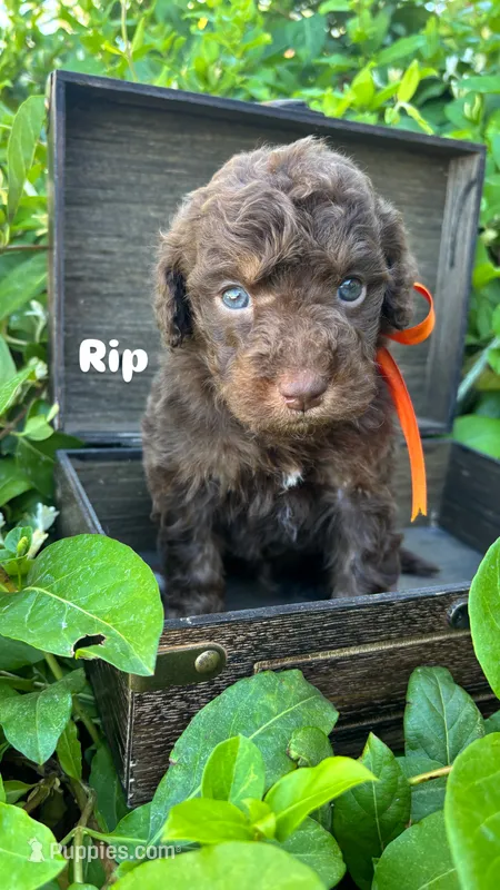 Rip – Miniature Bernedoodle puppy for sale in Herriman, UT