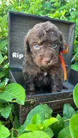 Rip, a male Miniature Bernedoodle for sale in Herriman, UT – 1 of 1