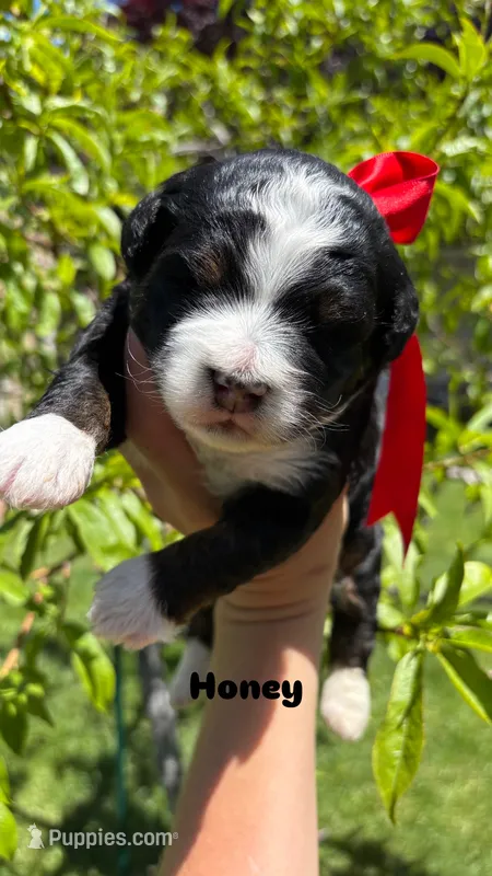 Honey – Miniature Bernedoodle puppy for sale in Herriman, UT