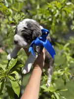 Bear, a male Miniature Bernedoodle for sale in Herriman, UT – 3 of 10
