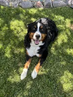 Bear, a male Miniature Bernedoodle for sale in Herriman, UT – 9 of 10